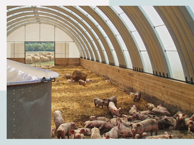 Строительство свинарников в Дубне